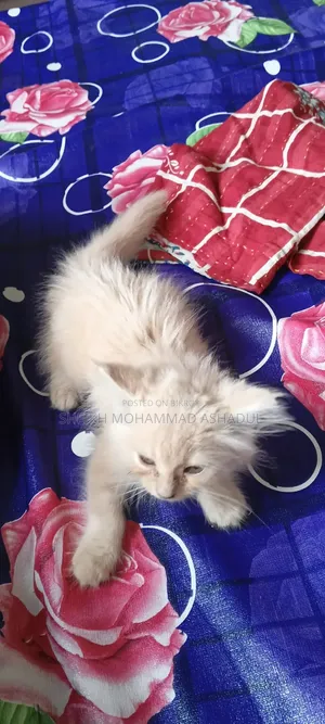 1-3 months Male Purebred Persian Cat