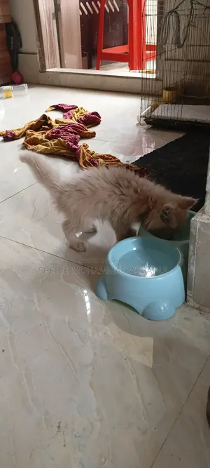 1-3 months Male Purebred Persian Cat