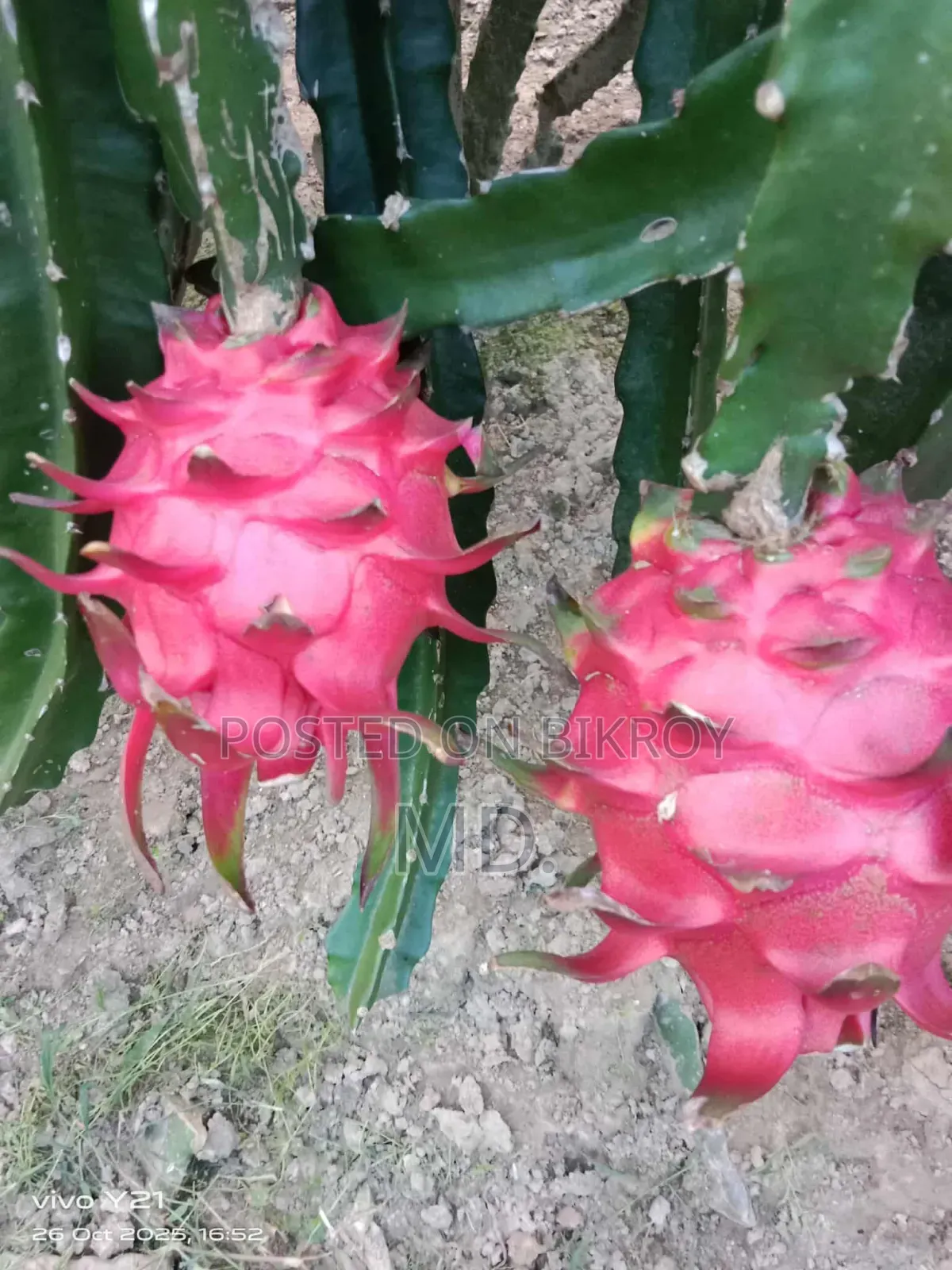 ড্রাগন ফুডস