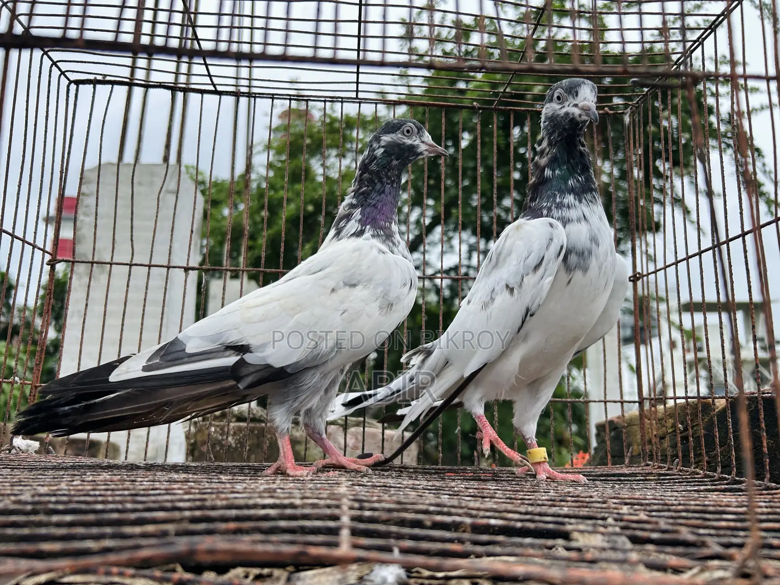 টেডি মাদি