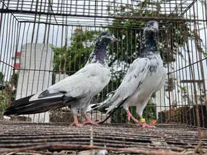 টেডি মাদি