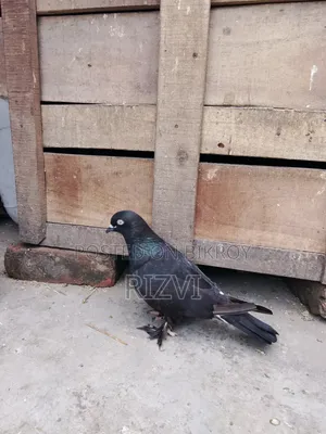 গিরিবাজ কবুতর