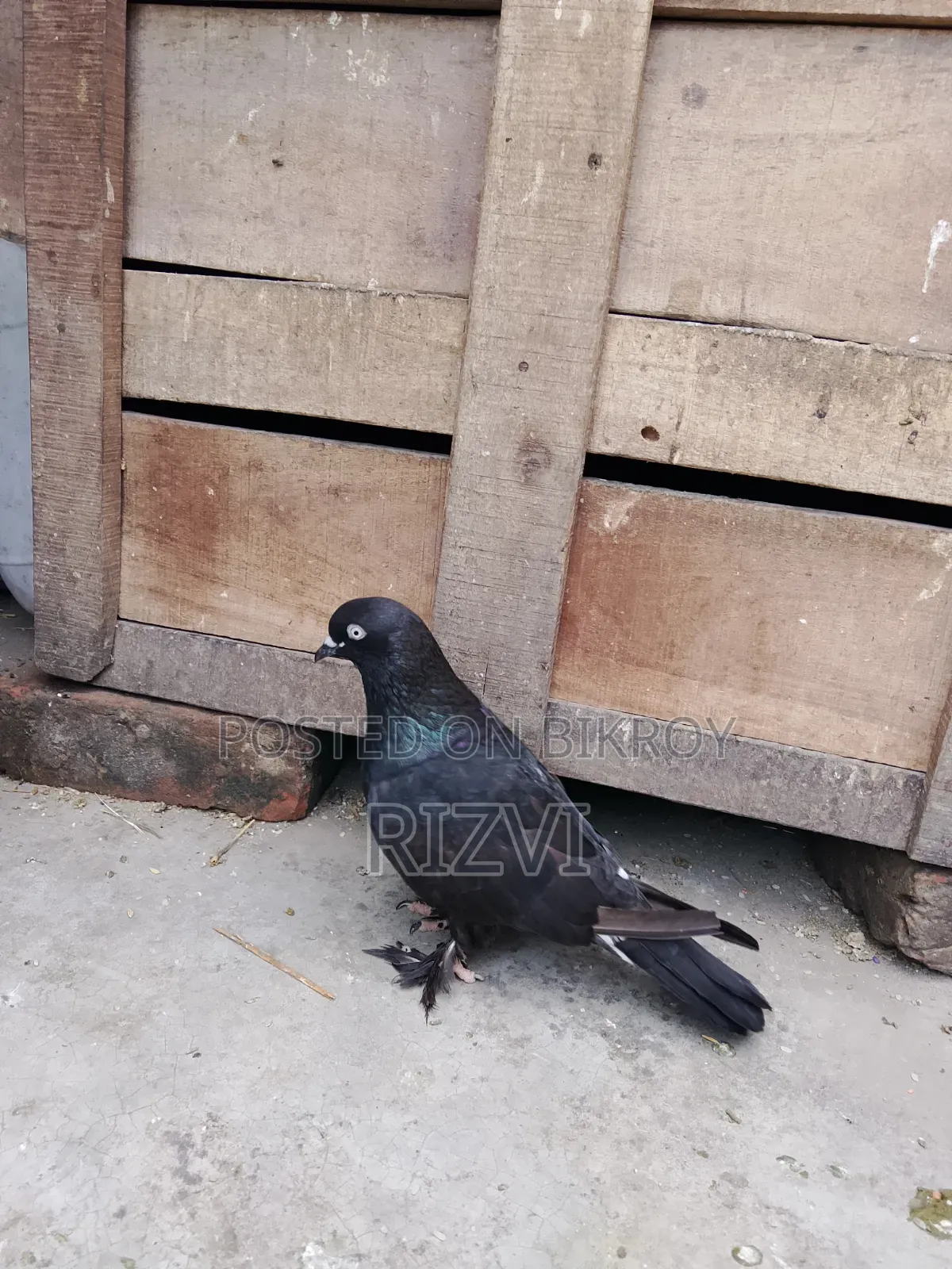 গিরিবাজ কবুতর