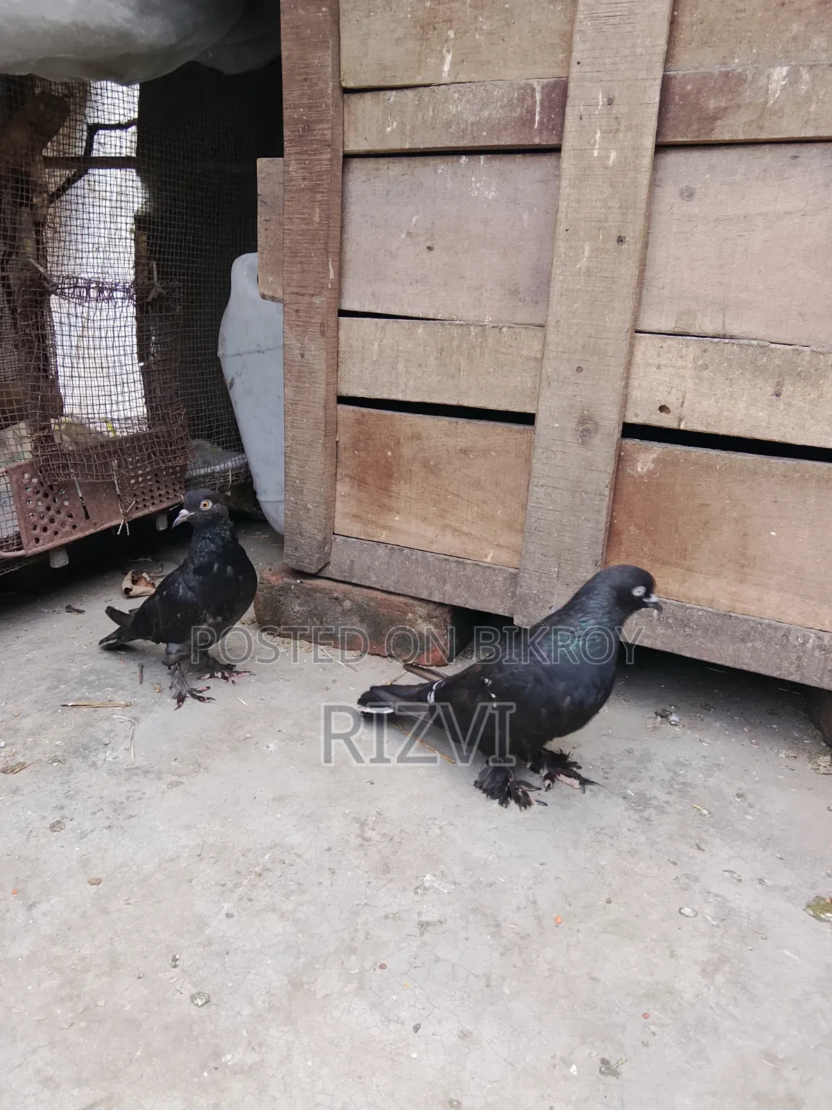 গিরিবাজ কবুতর