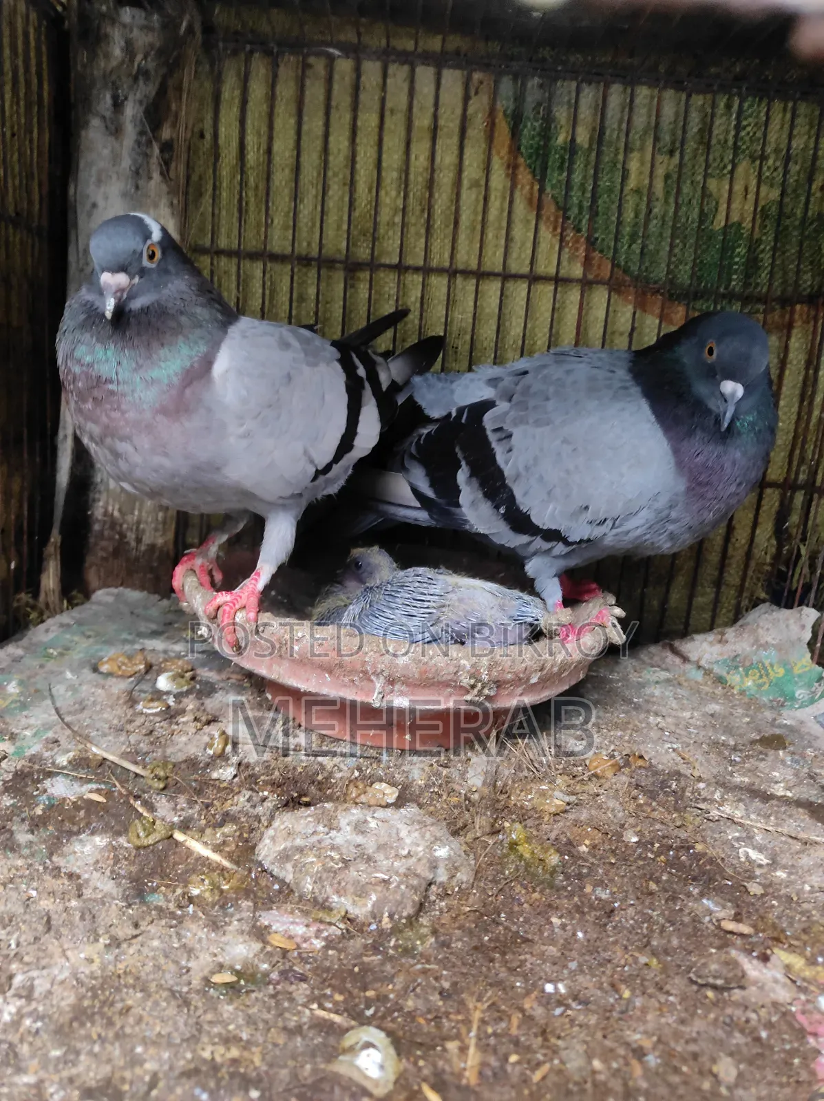 বুনো কবুতর