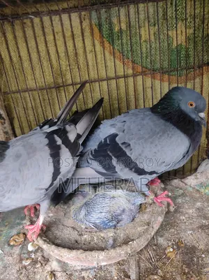 বুনো কবুতর