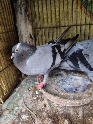 বুনো কবুতর