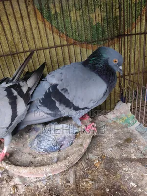 বুনো কবুতর
