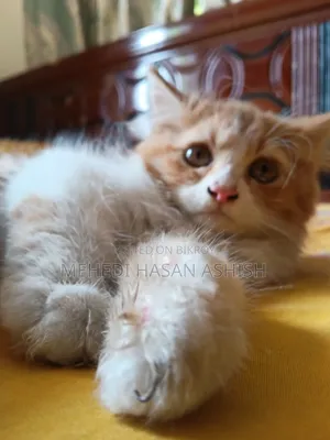 1-3 months Male Purebred Persian