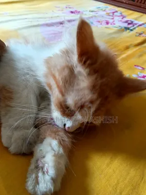 1-3 months Male Purebred Persian