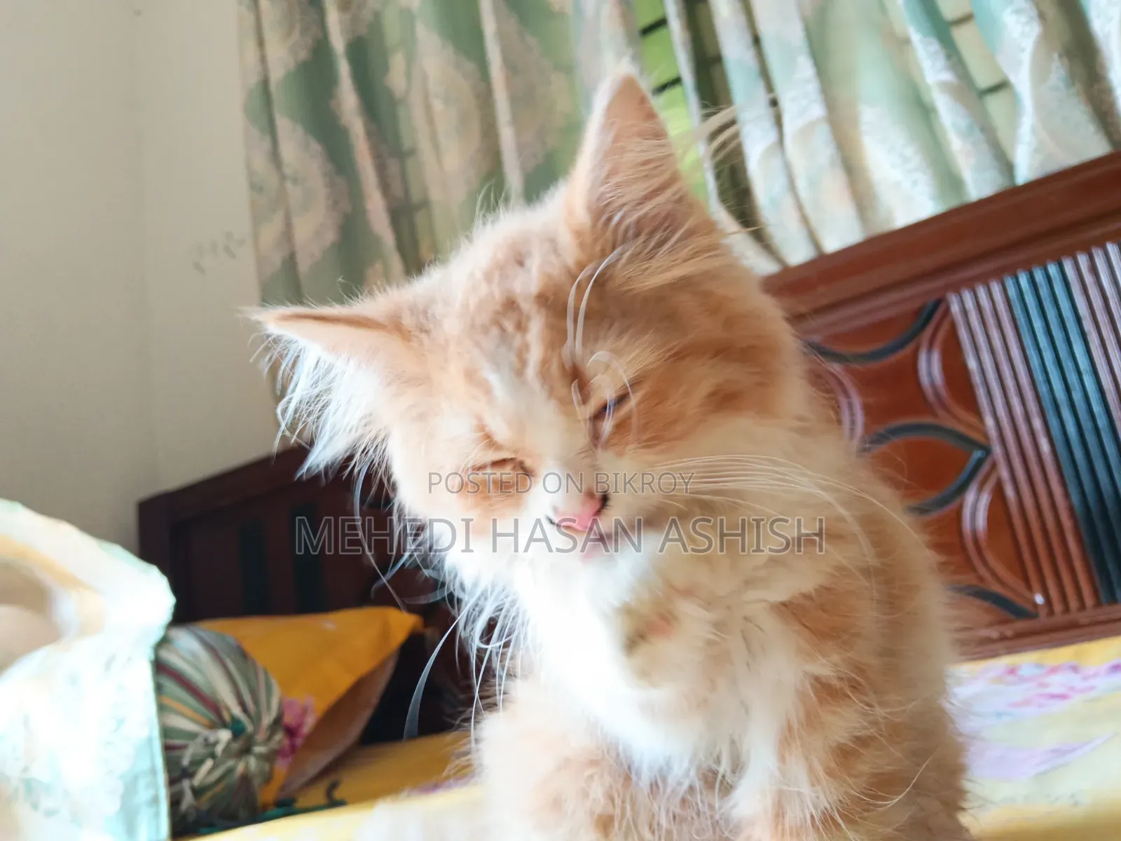 1-3 months Male Purebred Persian