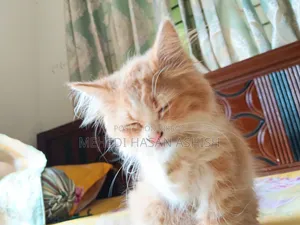 1-3 months Male Purebred Persian