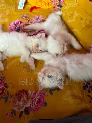 ১-৩ মাসের নর পিওরব্রেড পার্সিয়ান