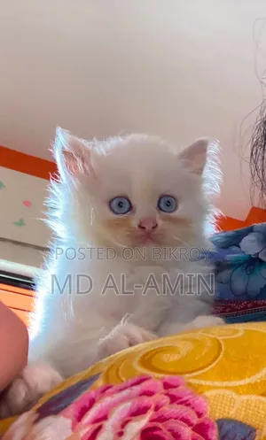 1-3 Months Male Purebred Persian