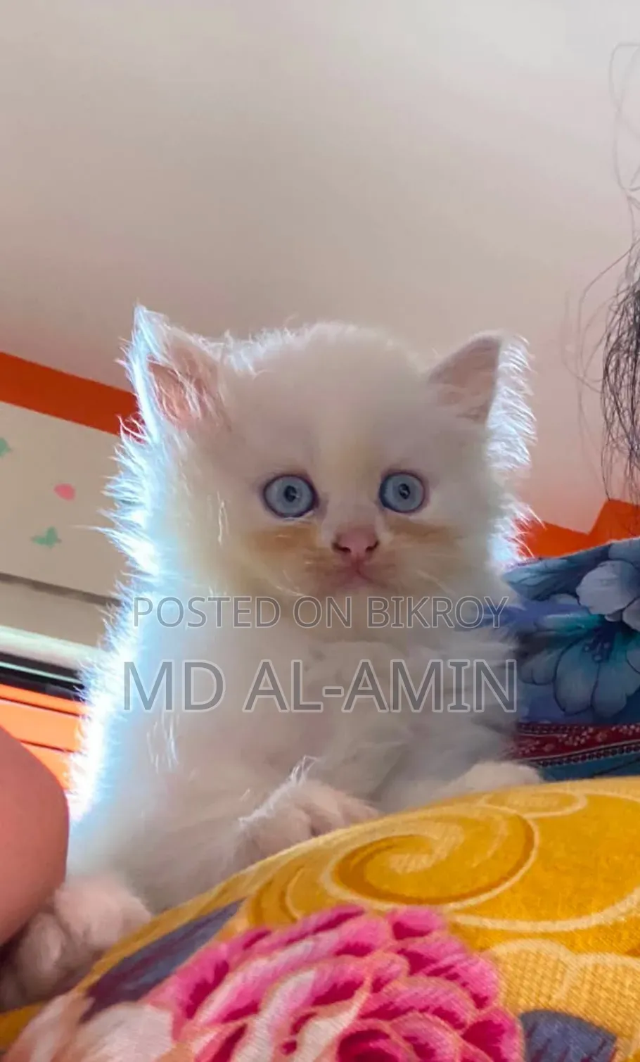 1-3 Months Male Purebred Persian