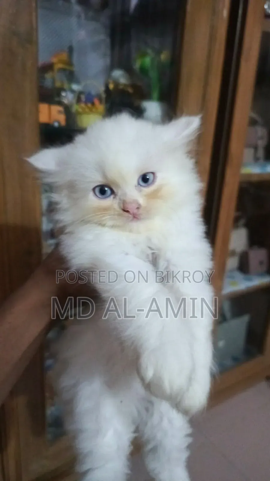 1-3 Months Male Purebred Persian