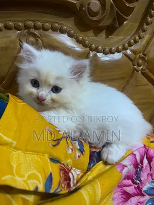 1-3 Months Male Purebred Persian
