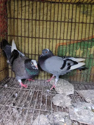 বুনো কবুতর