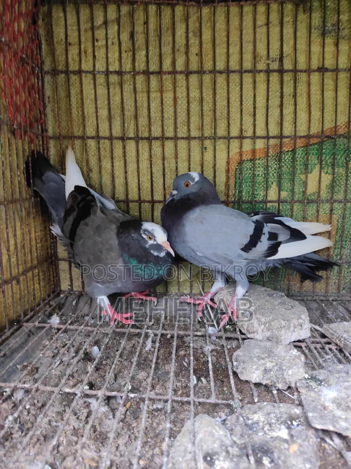 বুনো কবুতর