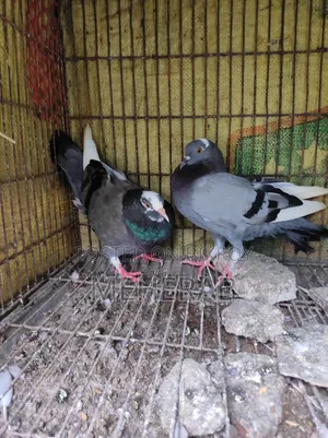 বুনো কবুতর