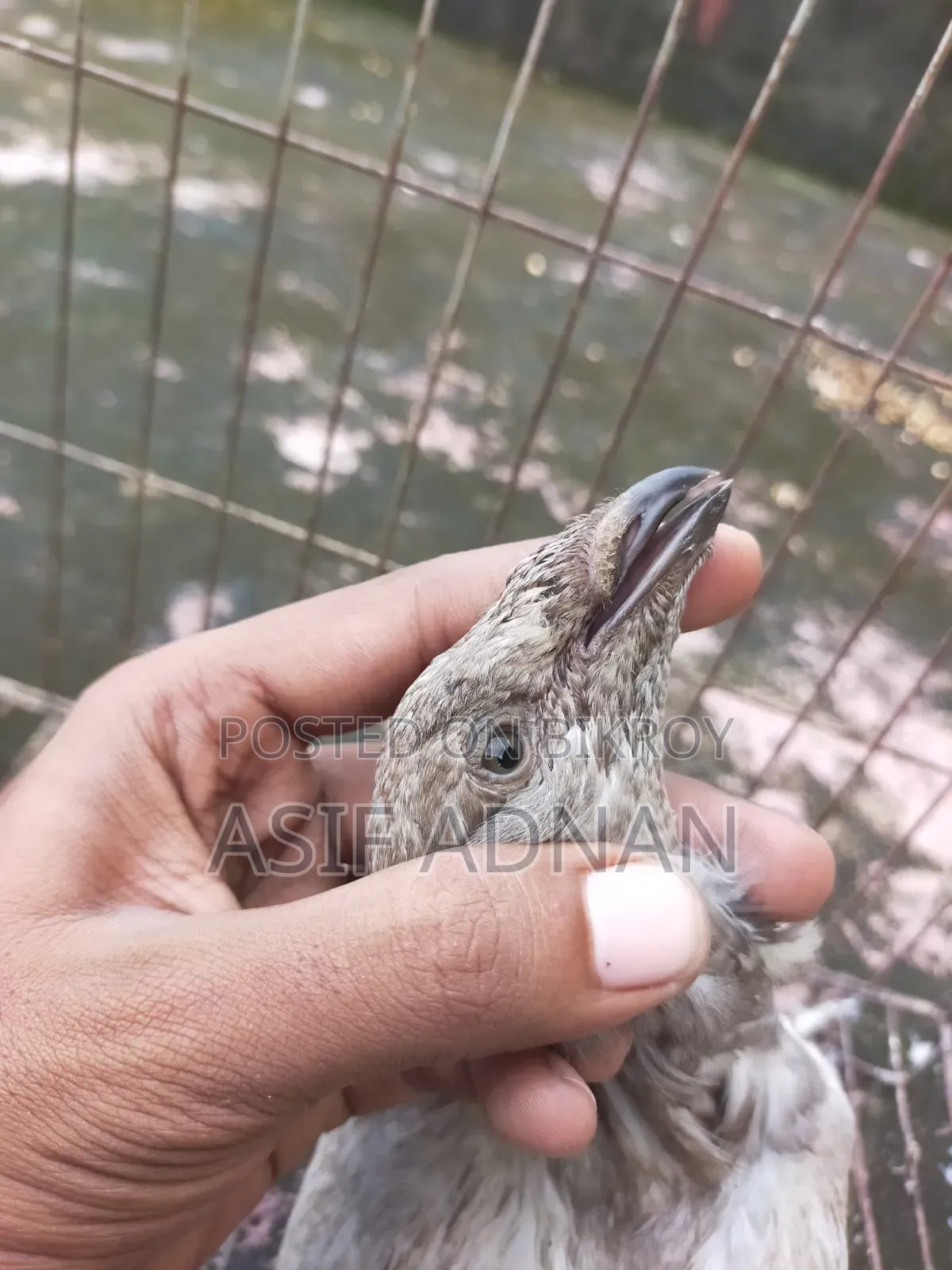 এক্সিবিশন হোমা ও ব্লাক রেসার