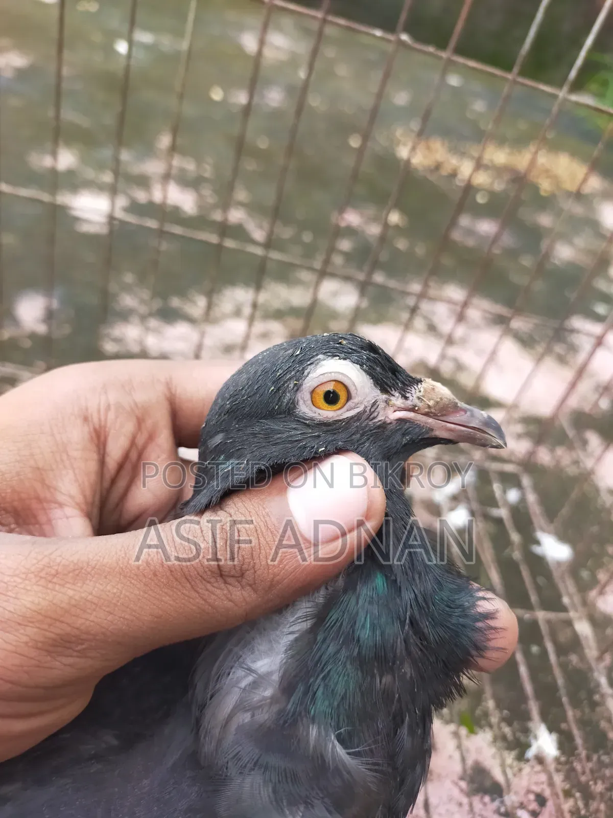 এক্সিবিশন হোমা ও ব্লাক রেসার
