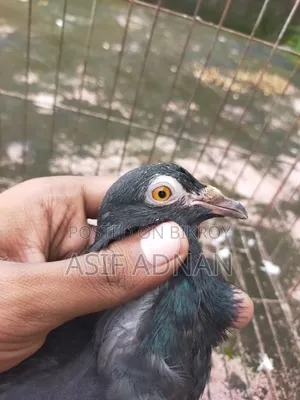 এক্সিবিশন হোমা ও ব্লাক রেসার