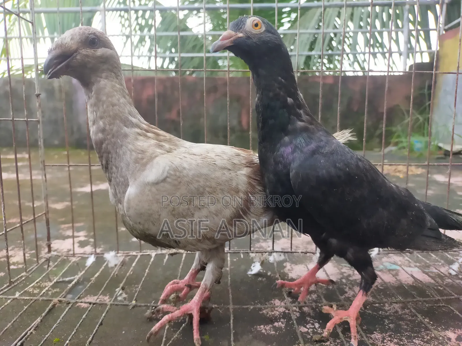 এক্সিবিশন হোমা ও ব্লাক রেসার