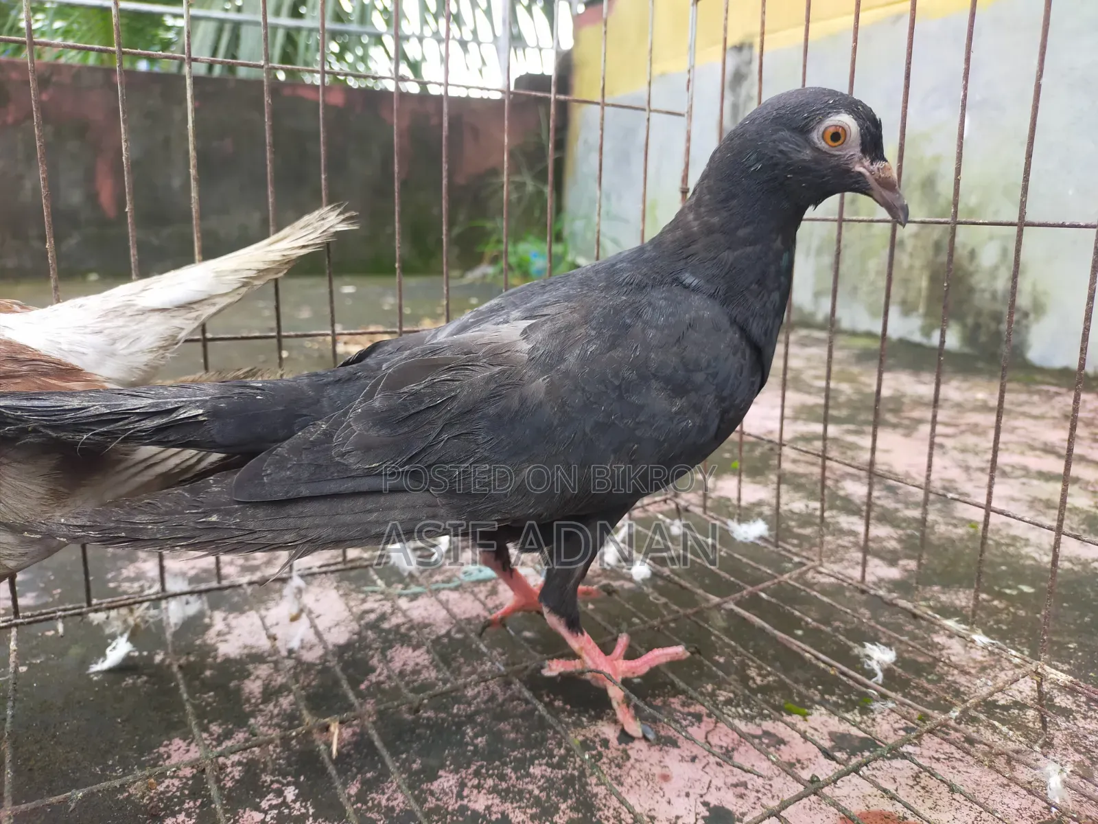 এক্সিবিশন হোমা ও ব্লাক রেসার