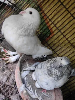 রানিং কবুতর