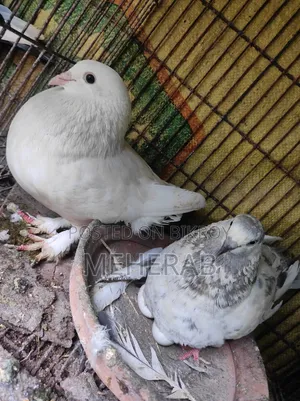 রানিং কবুতর