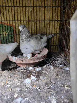 রানিং কবুতর