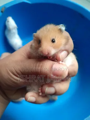 সিরিয়ান হ্যামস্টার বিক্রির জন্য