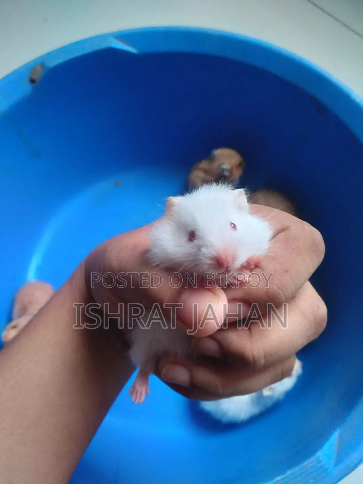 সিরিয়ান হ্যামস্টার বিক্রির জন্য