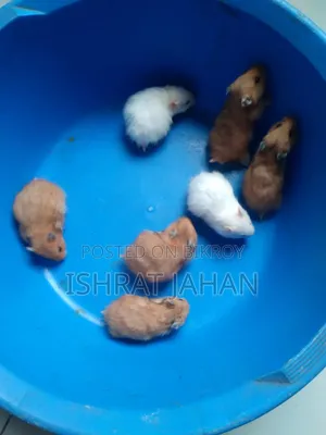 সিরিয়ান হ্যামস্টার বিক্রির জন্য