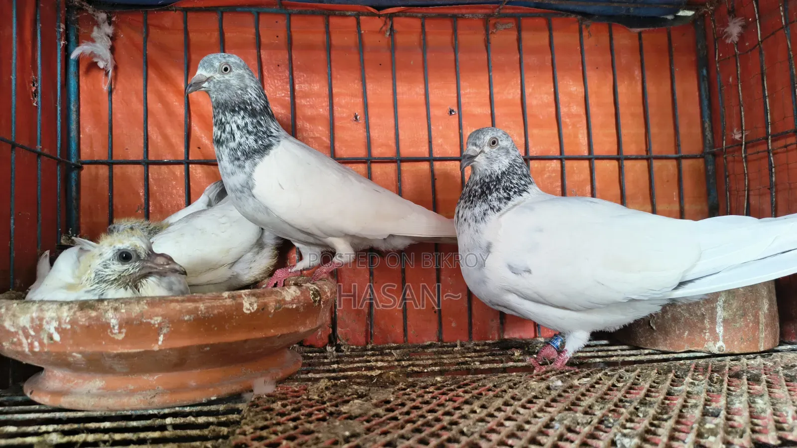 আর্মি ব্রিডার পেয়ার বাচ্চা সহ