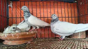 আর্মি ব্রিডার পেয়ার বাচ্চা সহ