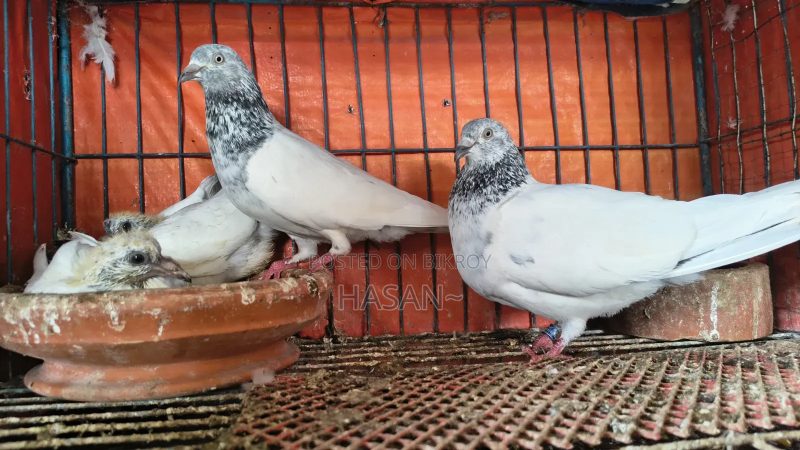 আর্মি ব্রিডার পেয়ার বাচ্চা সহ