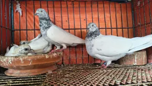আর্মি ব্রিডার পেয়ার বাচ্চা সহ