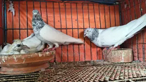 আর্মি ব্রিডার পেয়ার বাচ্চা সহ
