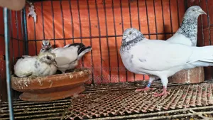 আর্মি ব্রিডার পেয়ার বাচ্চা সহ