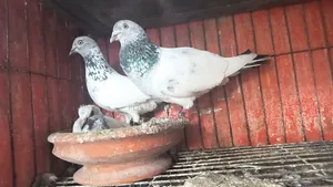 আর্মি কবুতর ১ টা বাচ্চা সহ