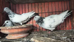 আর্মি কবুতর ১ টা বাচ্চা সহ