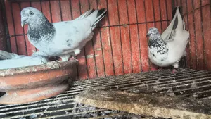 আর্মি কবুতর ১ টা বাচ্চা সহ