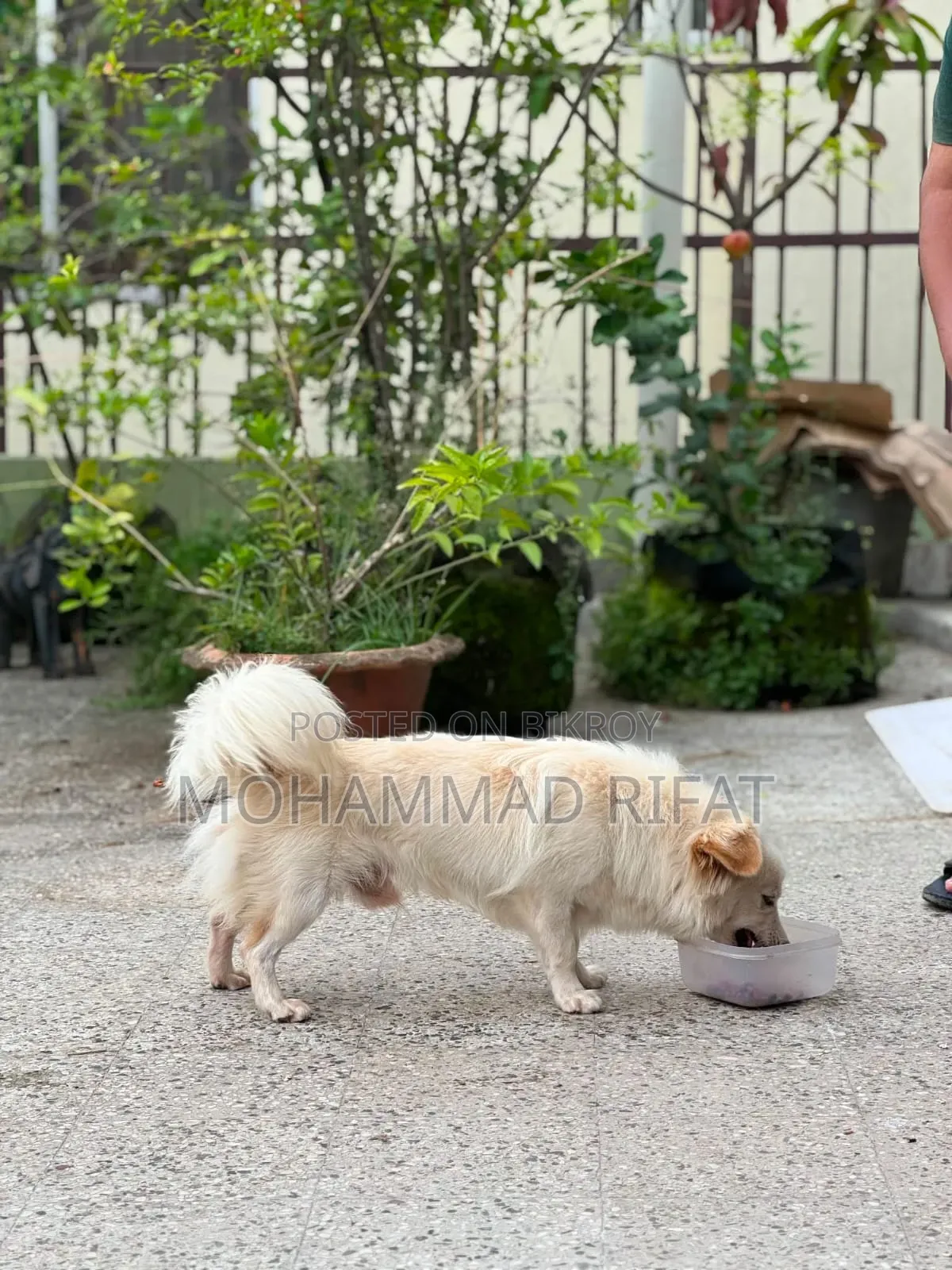6-12 Months Male Mixed Breed Pomeranian