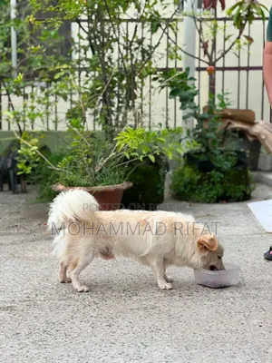 6-12 Months Male Mixed Breed Pomeranian