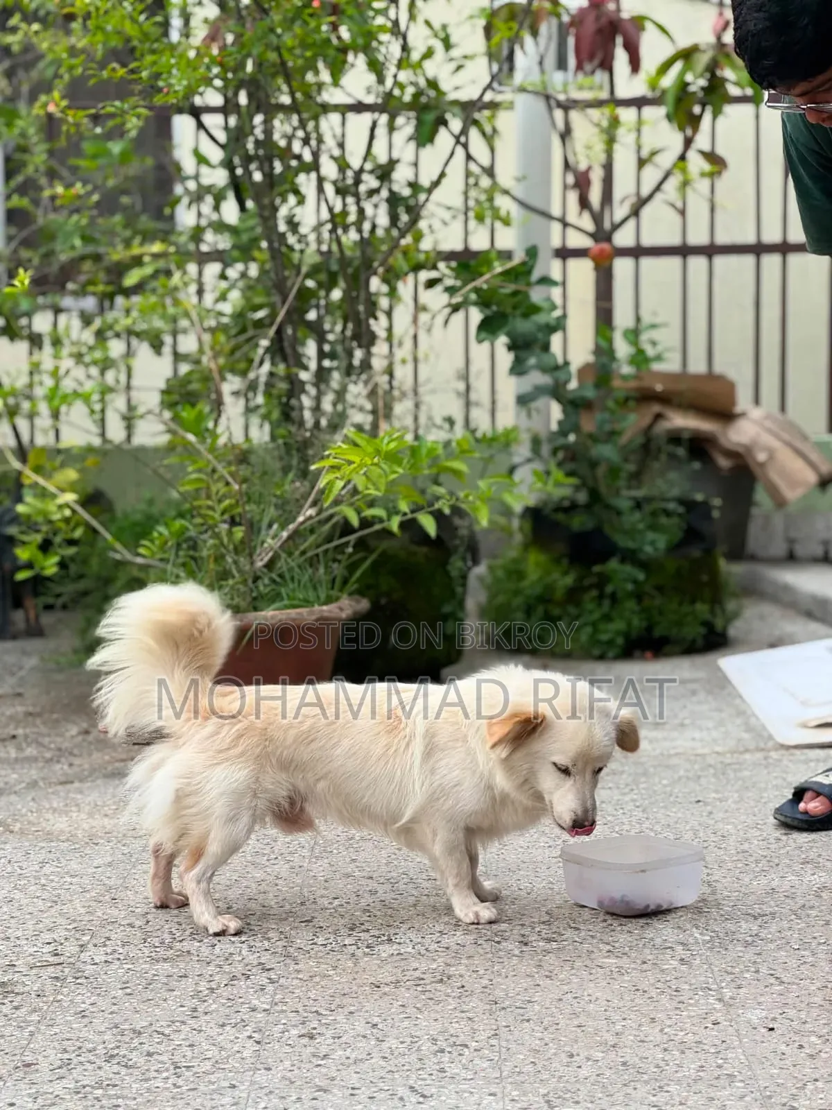 6-12 Months Male Mixed Breed Pomeranian