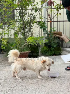 6-12 Months Male Mixed Breed Pomeranian
