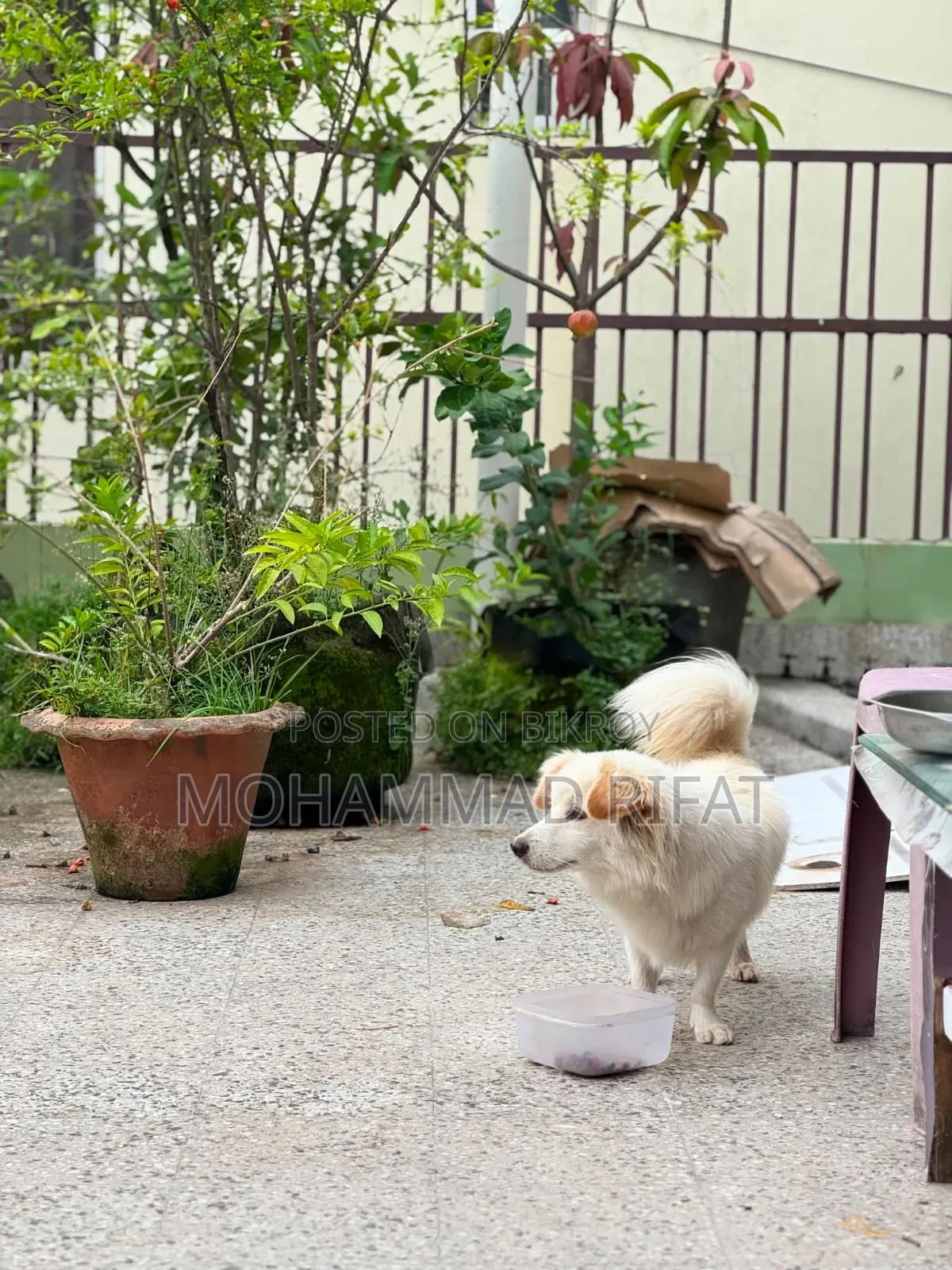 6-12 Months Male Mixed Breed Pomeranian