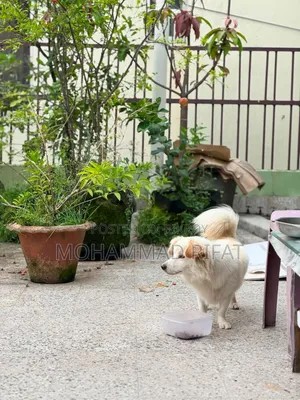 6-12 Months Male Mixed Breed Pomeranian